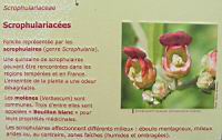 Famille Scrophulariacees ou Scrophulariaceae (txt)